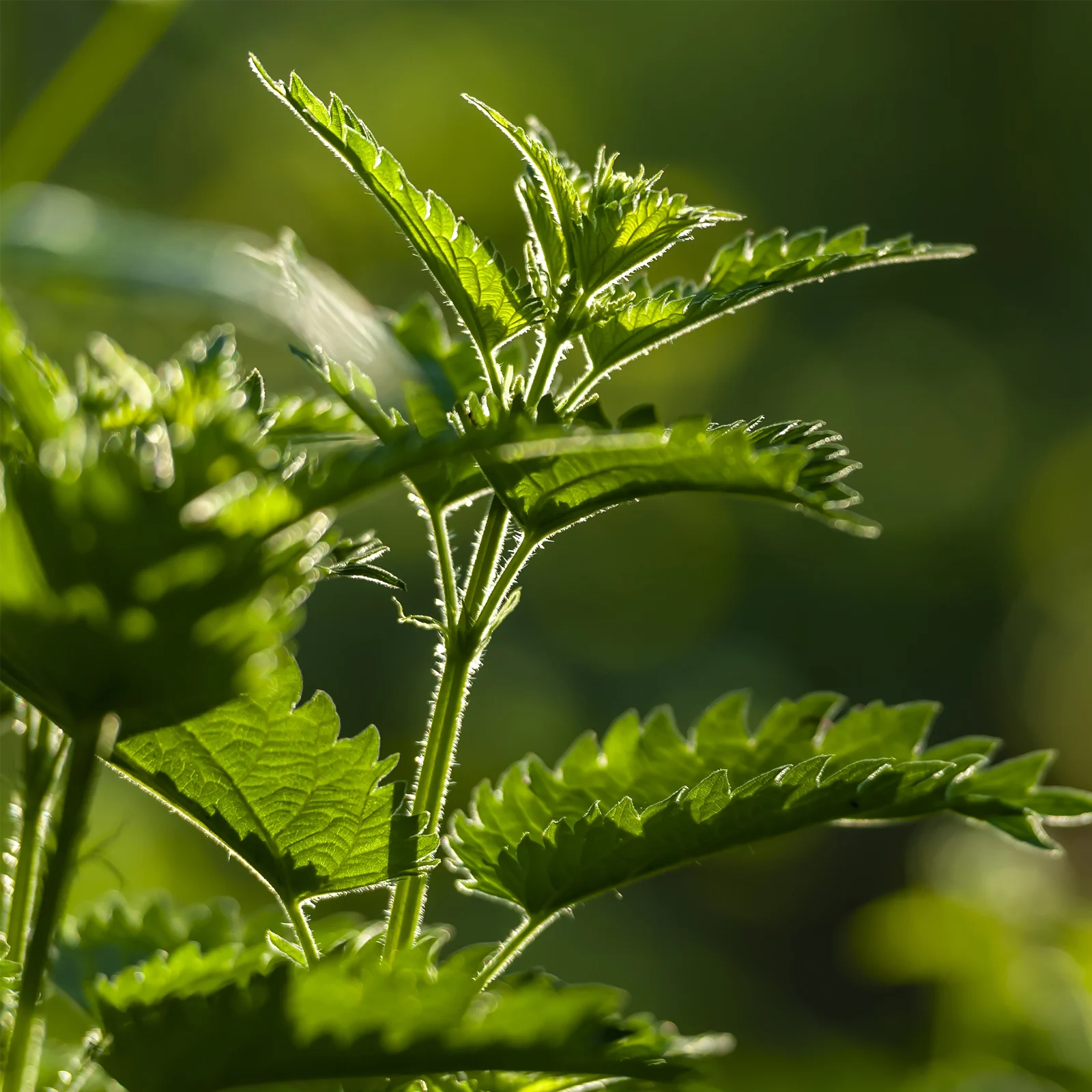 vom Achterhof BIO Brennnessel Pulver 250g - Image 5